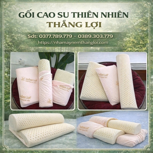 BỘ GỐI CAO SU THIÊN NHIÊN THẮNG LỢI ( 2 NẰM + 1 ÔM )